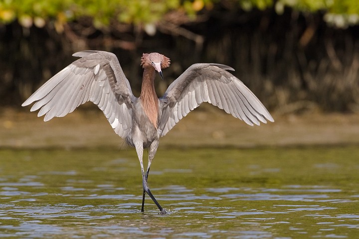 Rtelreiher Egretta rufescens Reddish Egret